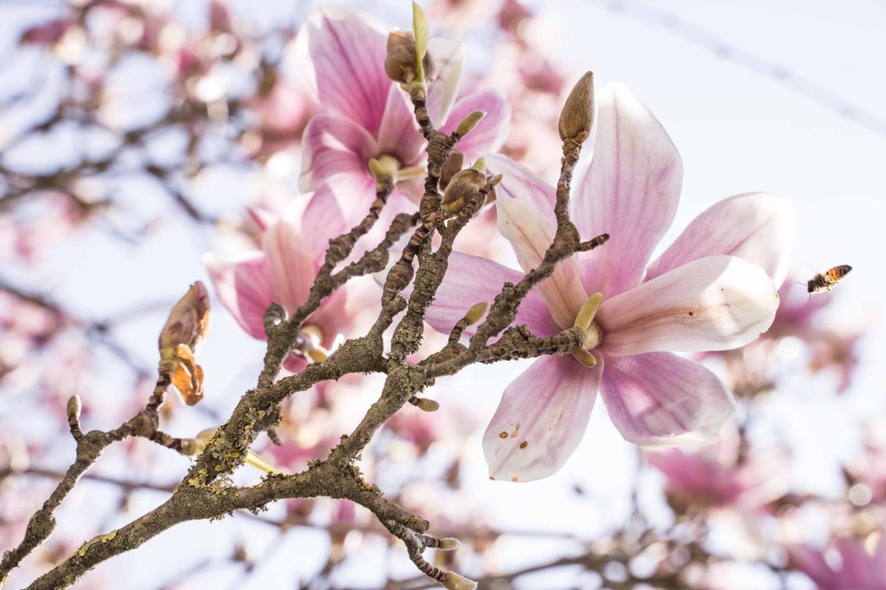 La Magnolia Bed & Breakfast Greve in Chianti Ngoại thất bức ảnh