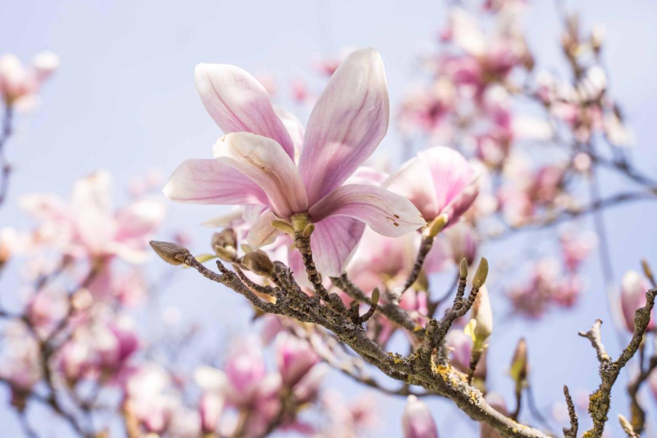 La Magnolia Bed & Breakfast Greve in Chianti Ngoại thất bức ảnh